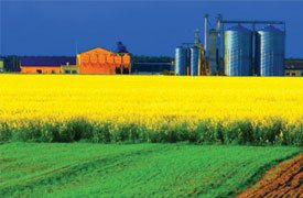 AGRICULTURE